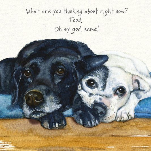 The Little Dog Laughed Wenskaart hond Harvey en Harry 15 x 15 cm