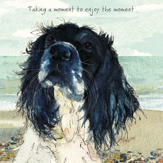 The Little Dog Laughed Wenskaart hond Beach babe Springer Spaniel 15 x 15 cm