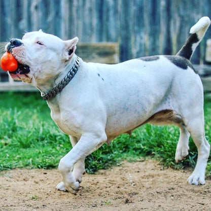 Crazy bounce retrieving toy large