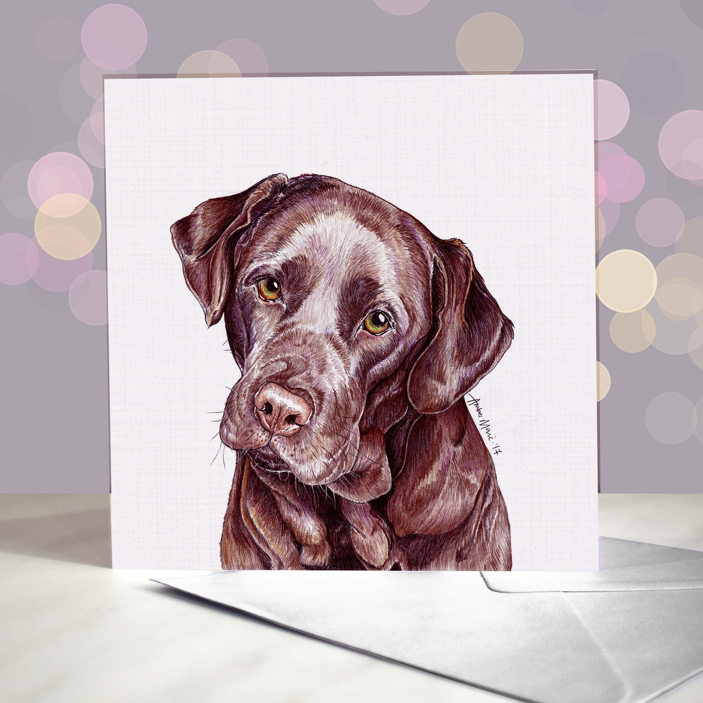 Labrador retriever chocolate