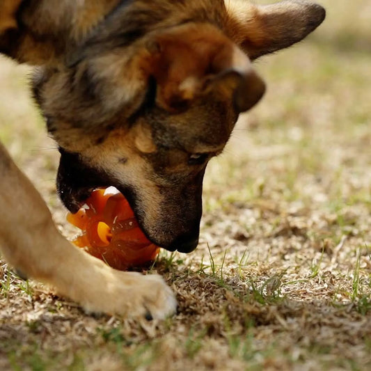 Retorn Chew Me kauwspeelgoed van natuurlijke hars Large