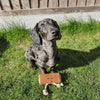 hond met Pam au Chocolat hondenspeeltje van suède en touw van Green & Wild’s