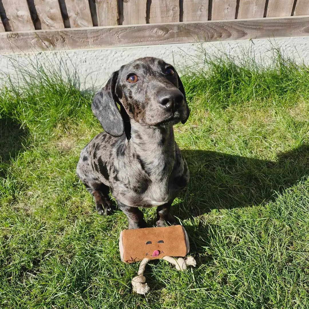 hond met Pam au Chocolat hondenspeeltje van suède en touw van Green & Wild’s