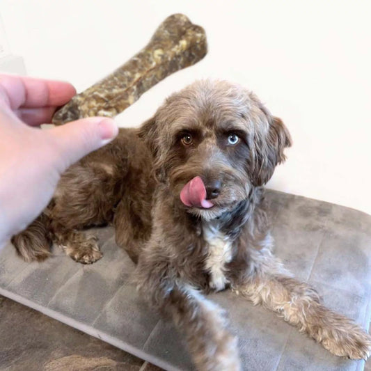 Dogboss hertenhuid kauwbot voor puppy en senior natuurlijke kauwsnack hond 12 en 17 cm