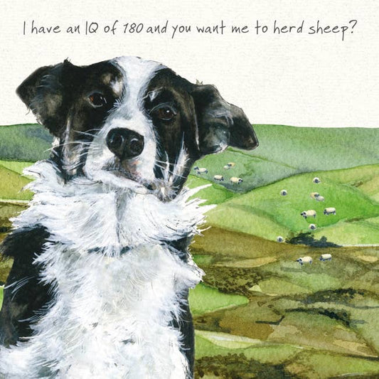 The Little Dog Laughed Wenskaart hond Guiness  the Border Collie  15 x 15 cm